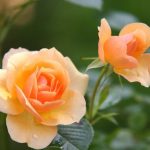 Chemnitzer Rose