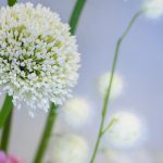 Fisseler Christian Blumen und Gärtnerei